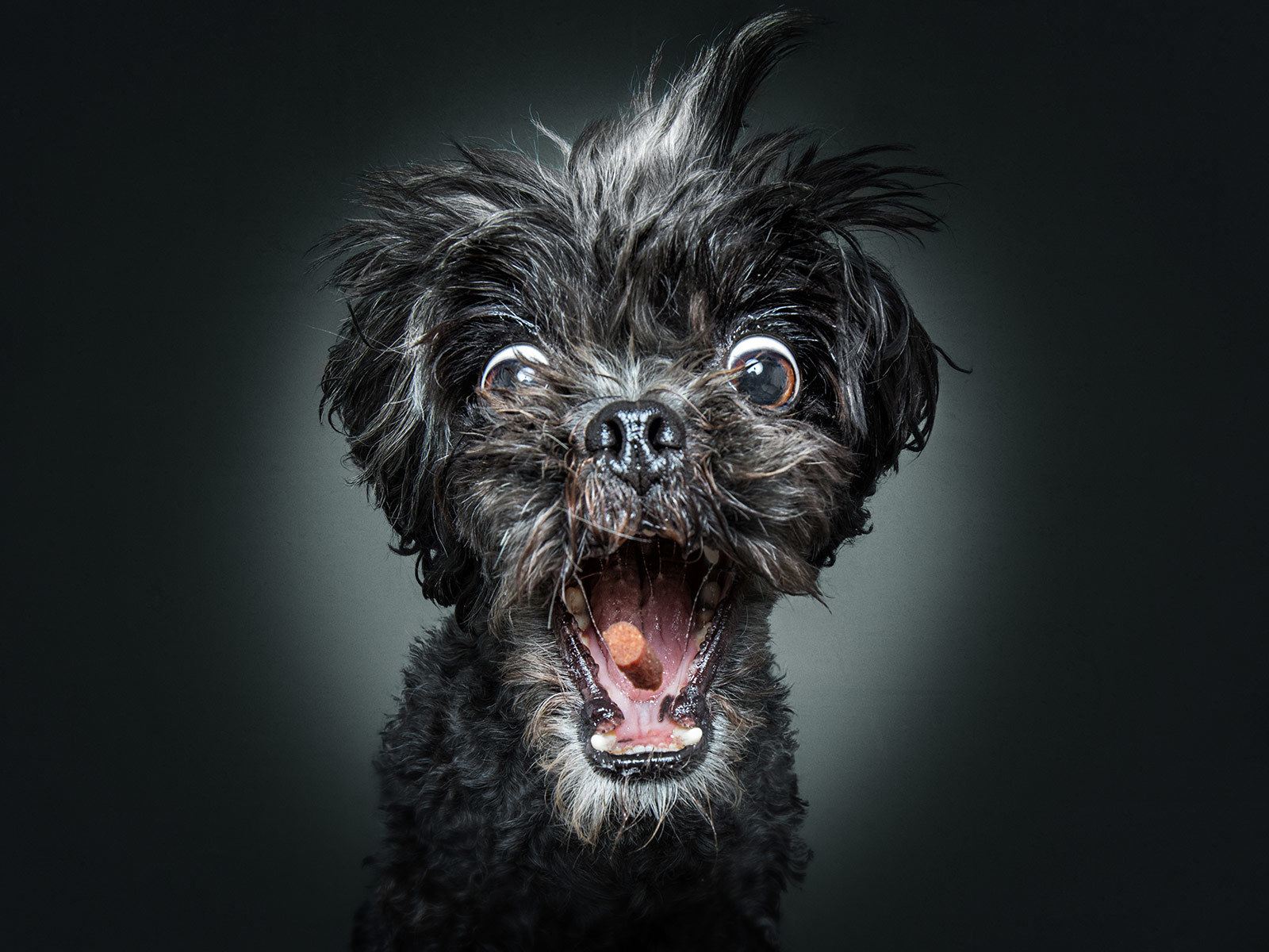 dogs catching treats