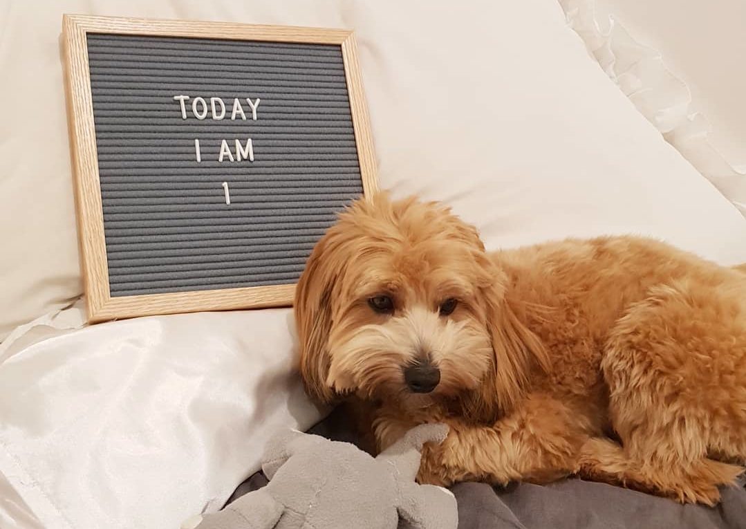 teddy bear maltipoo