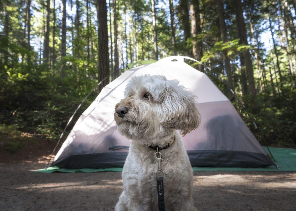 The Best DogFriendly Camping Spots This Summer 🐶 Off The Leash