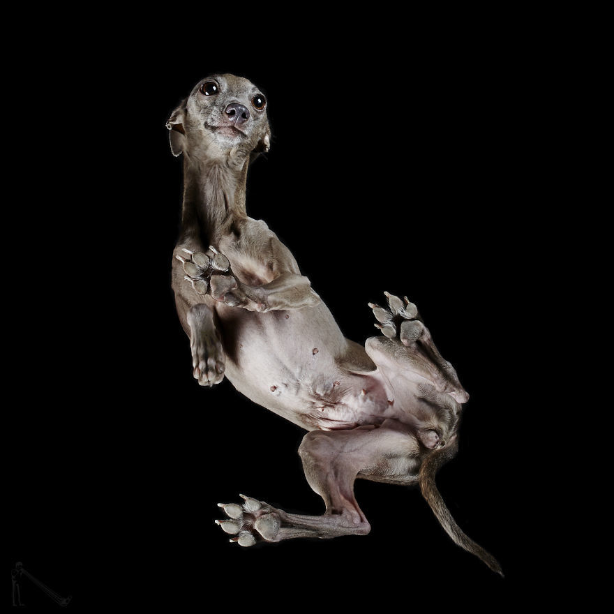 Italian Greyhound