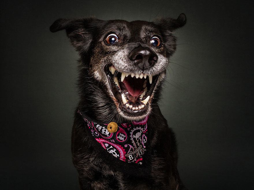 dogs catching treats