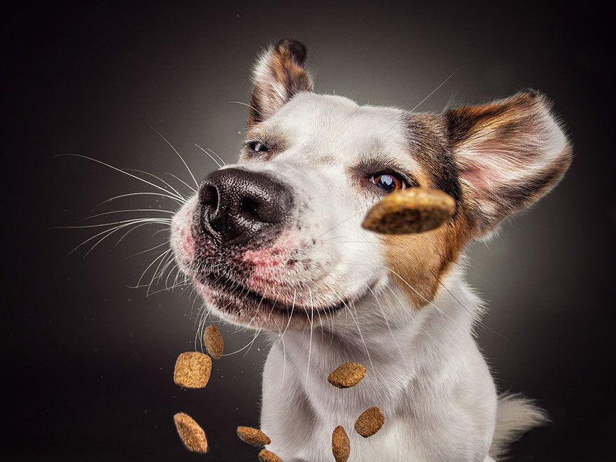 dogs catching treats