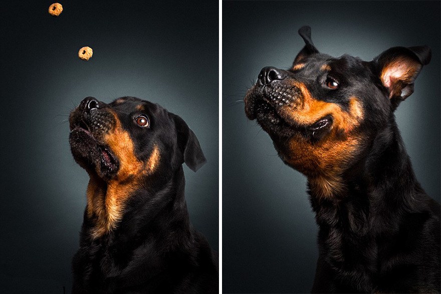 dogs catching treats