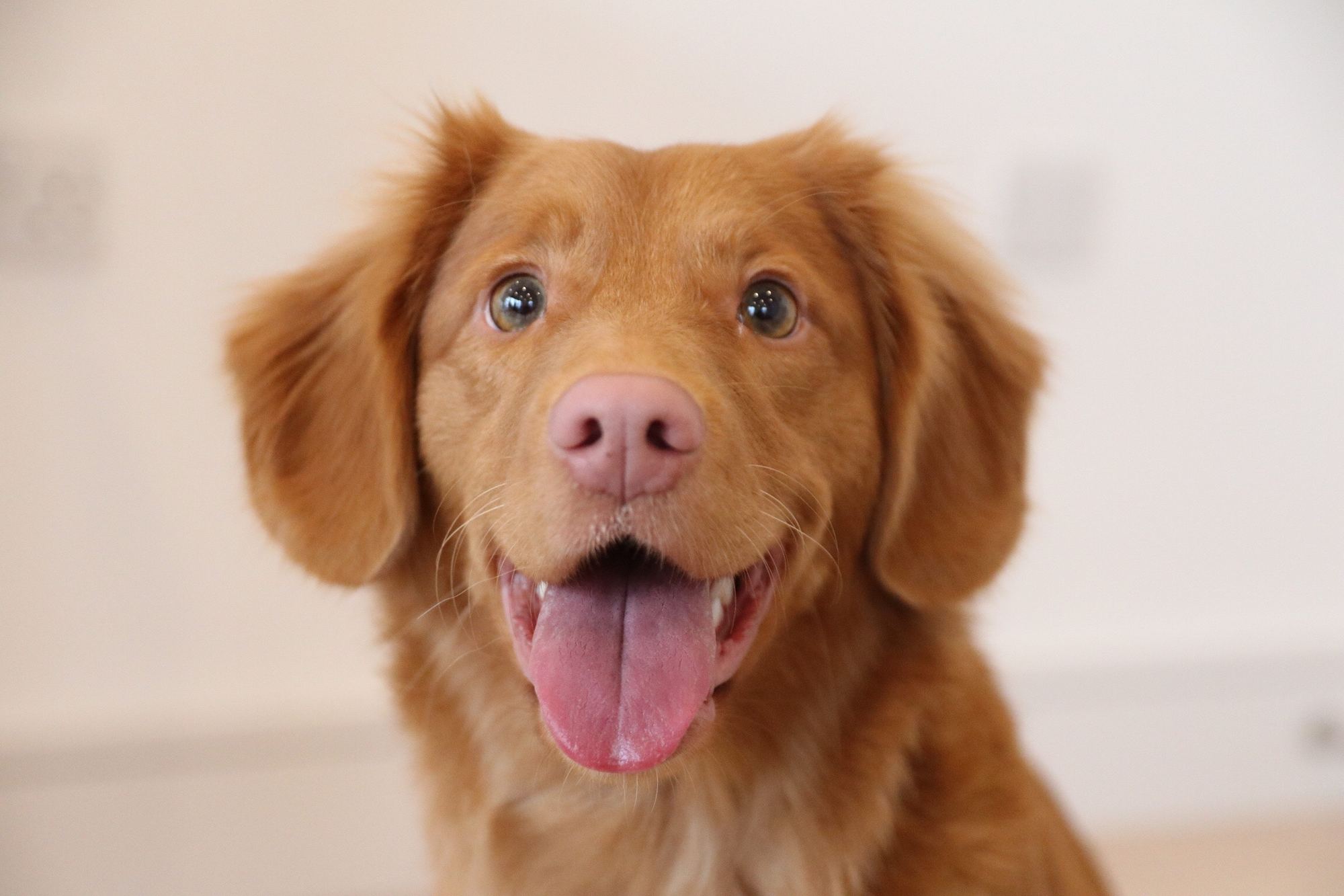 cute dog wanting to know where is the best place to buy dog food