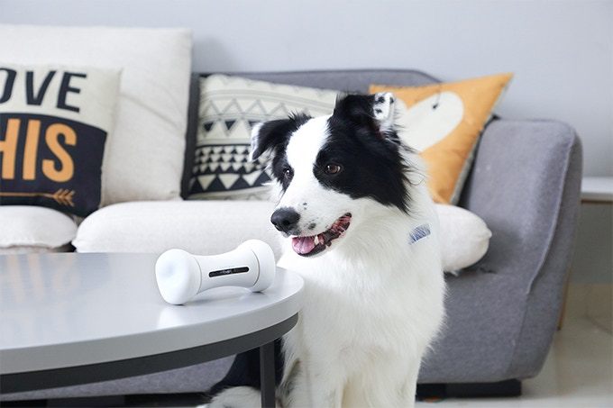 dog looking at wicked bone smart toy