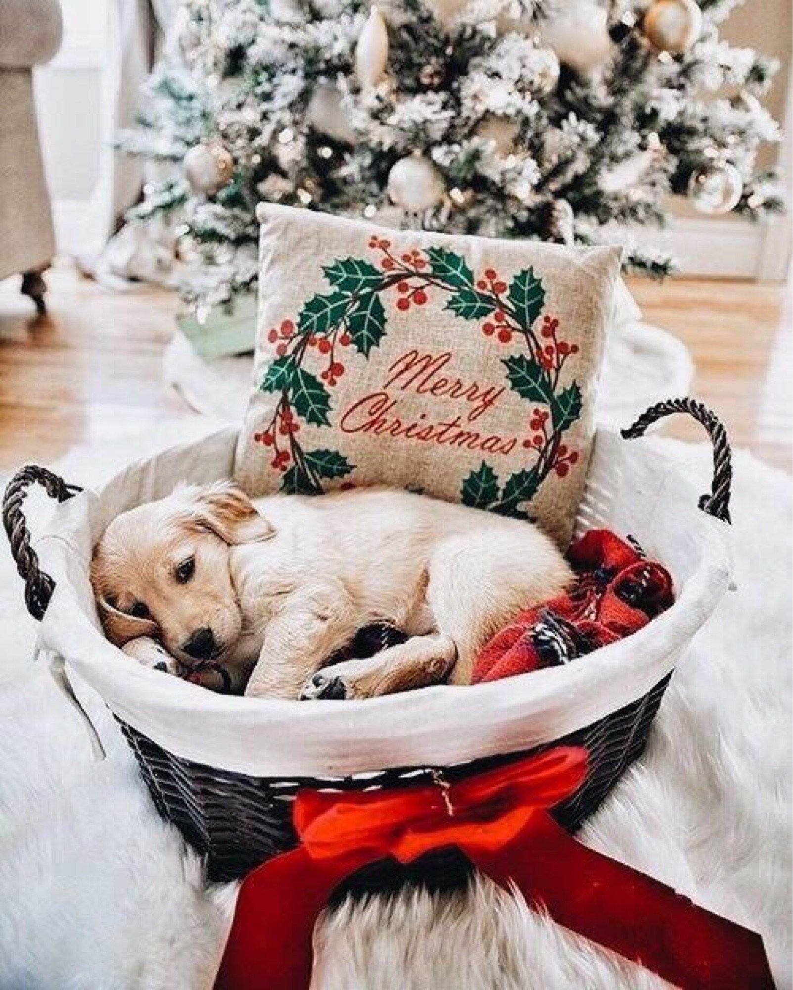 Милые Новогодние Фото