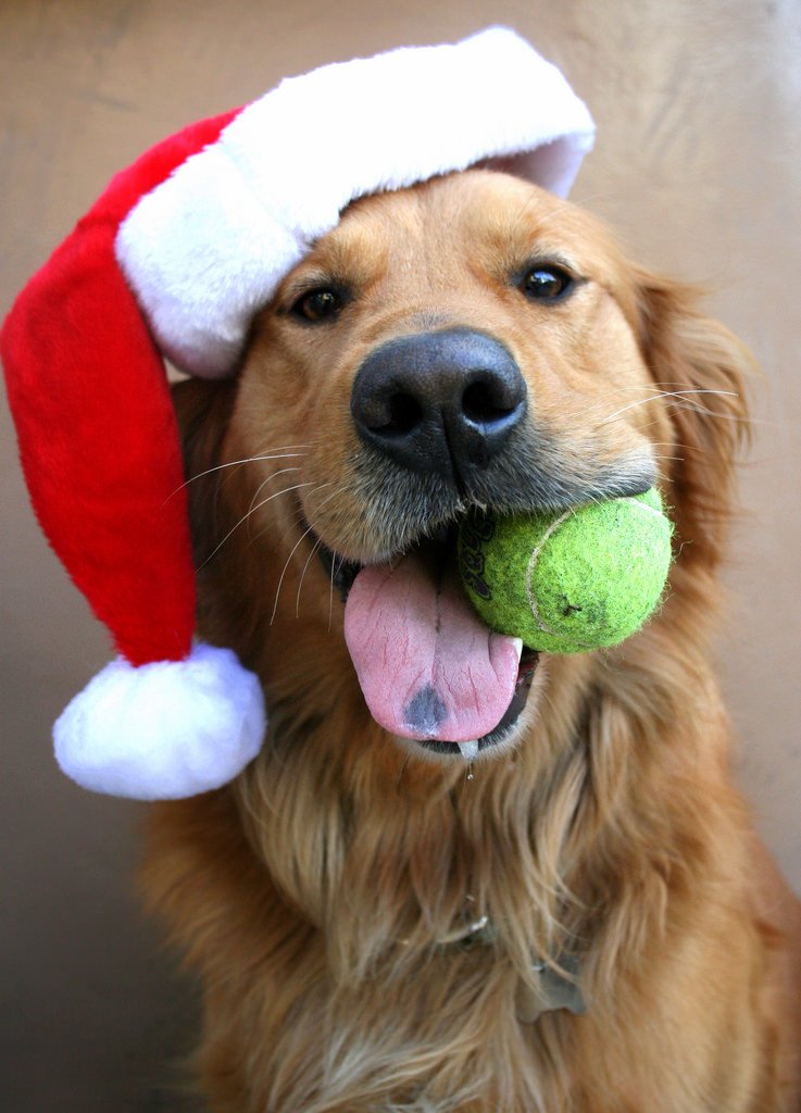 Christmas Dog Photos