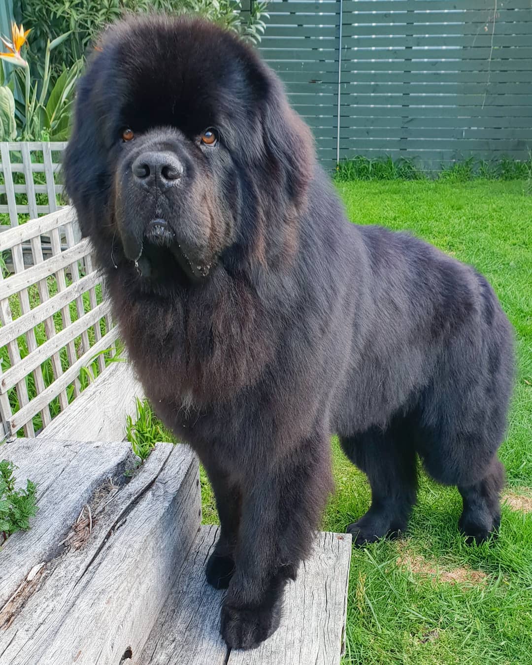 Hugo the newfie