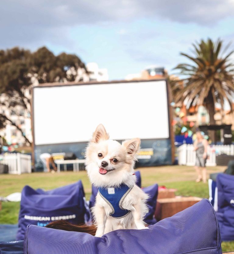 Dog-Friendly Events Cinema