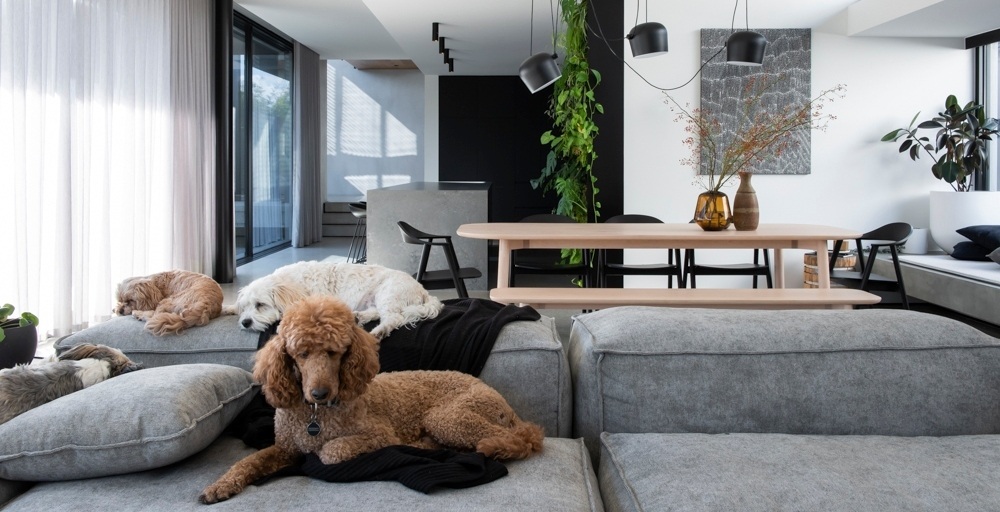 Get Your Coffee Table Ready For Resident Dog Off The Leash - Resident Dog Coffee Table Book Get Your Coffee Table Ready For Resident Dog Off The Leash - Resident Dog Coffee Table Book