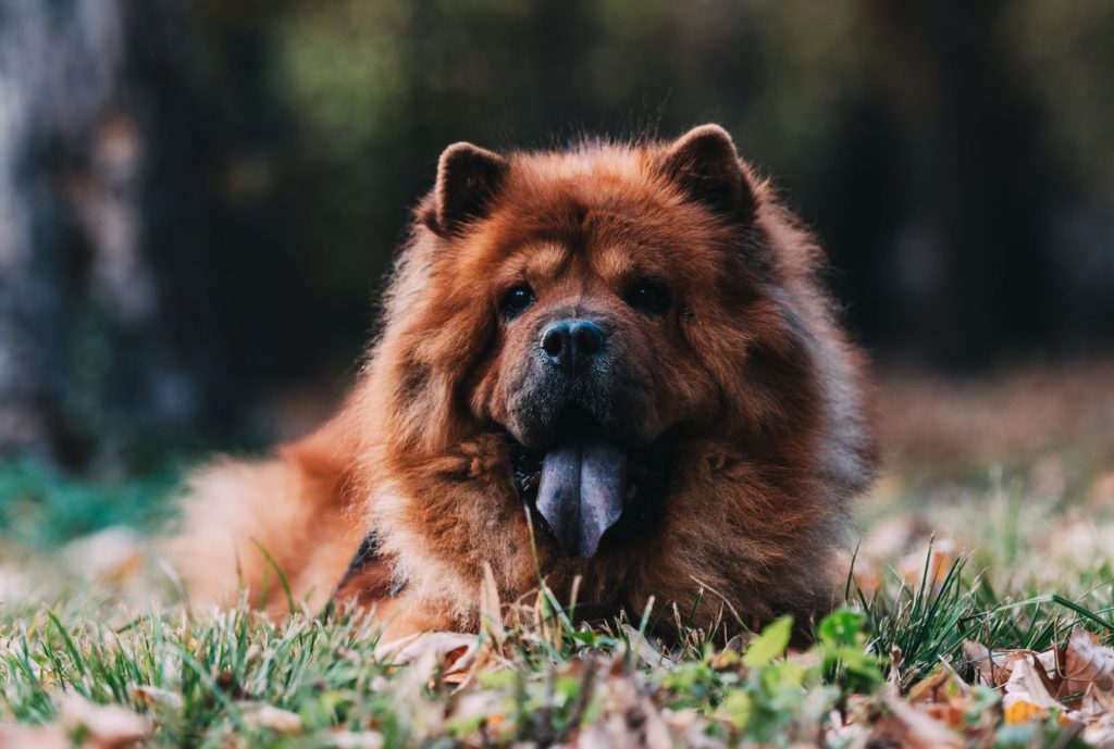 Chow Chows Are Dogs for Cat People Teddy Bear Protectors! Off The Leash