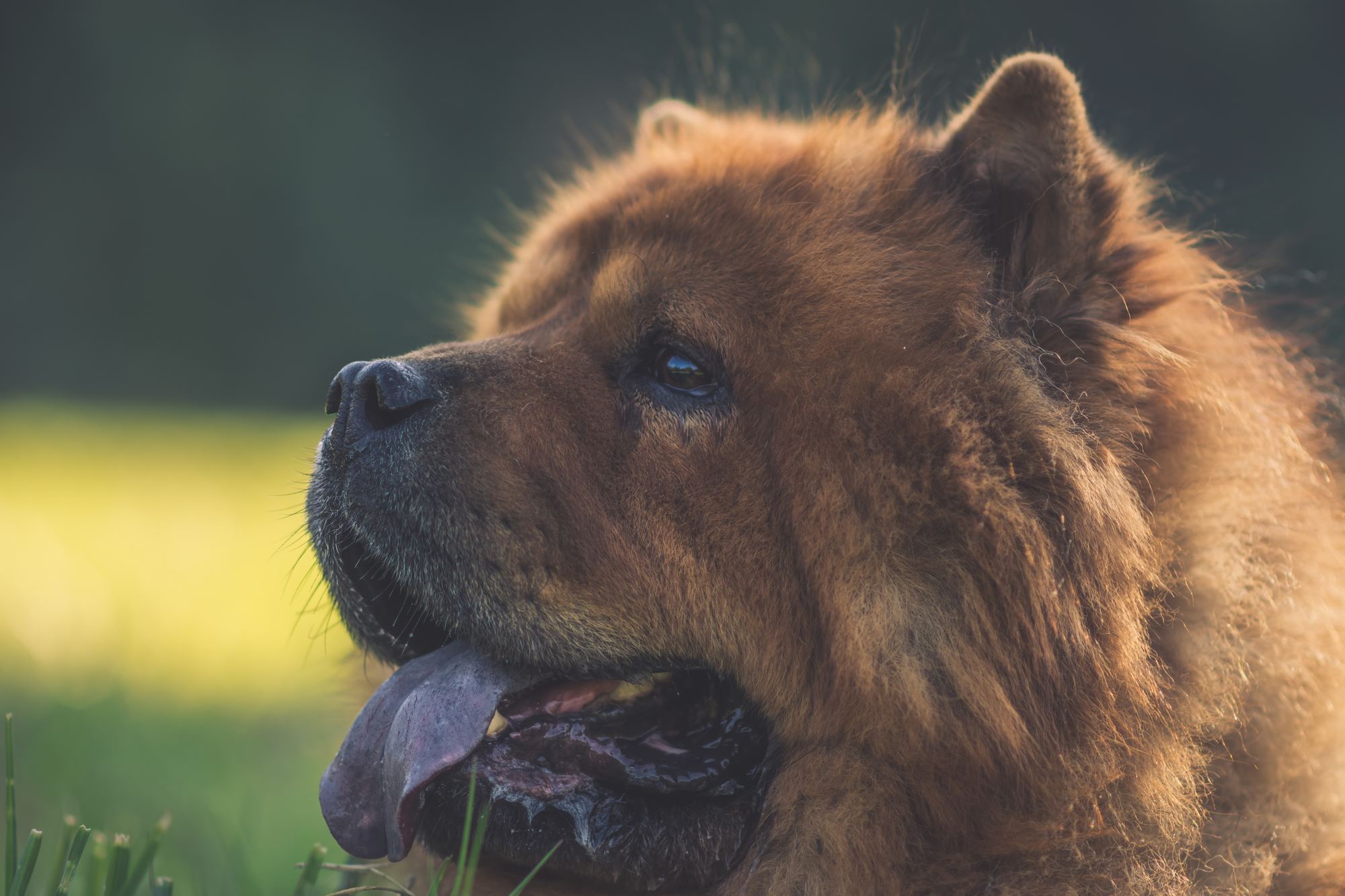 Chow Chows