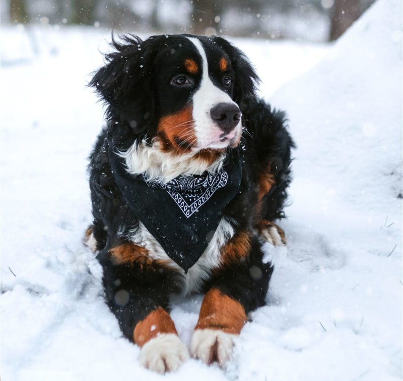 Bernese Mountain Dog