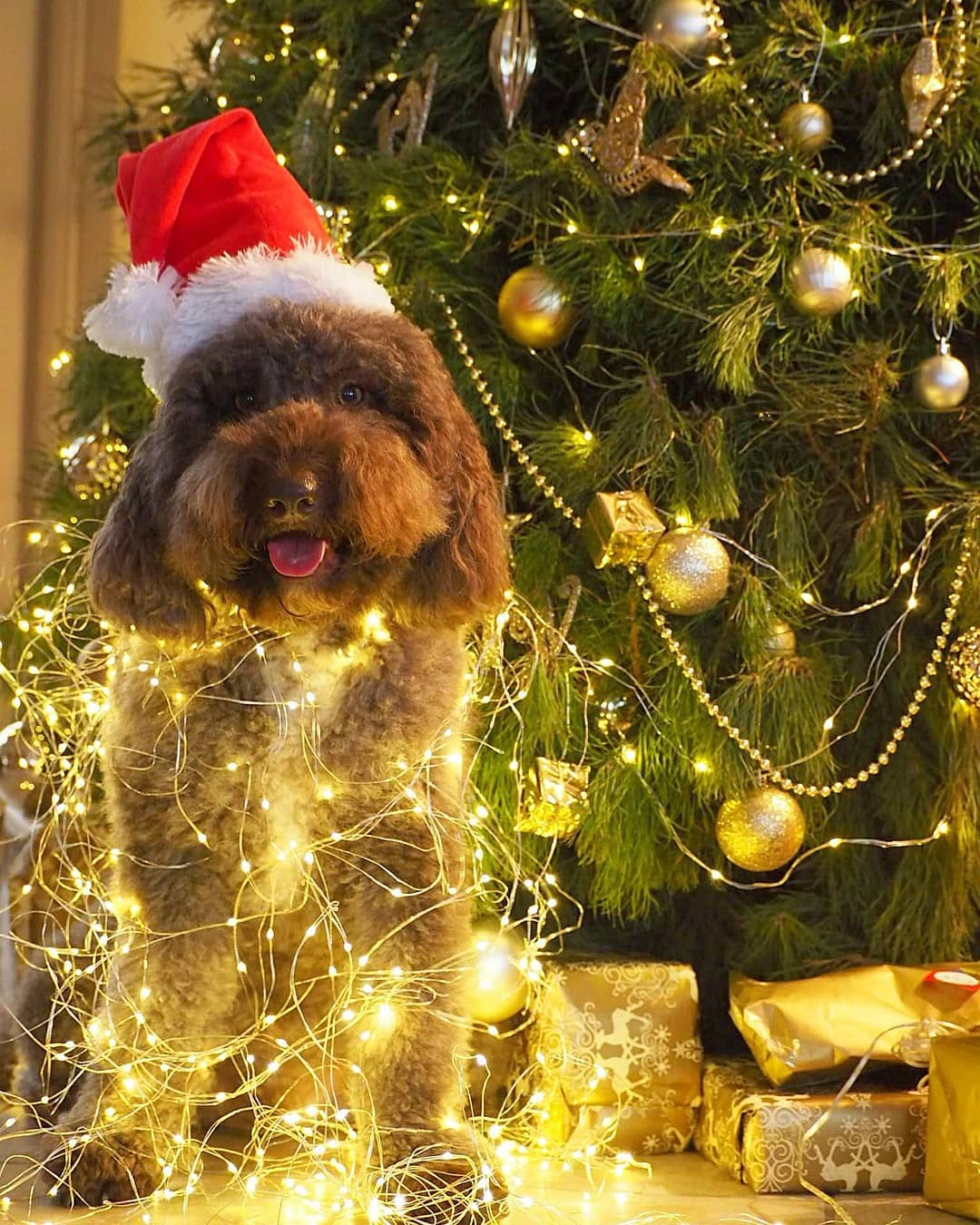 Christmas Dog Photos