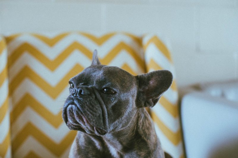 Pure Breed, Cross Breed or Mixed Breed