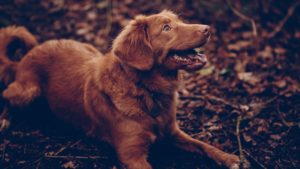 dog treat