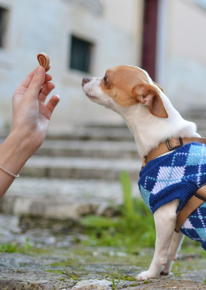 Best Dog treats