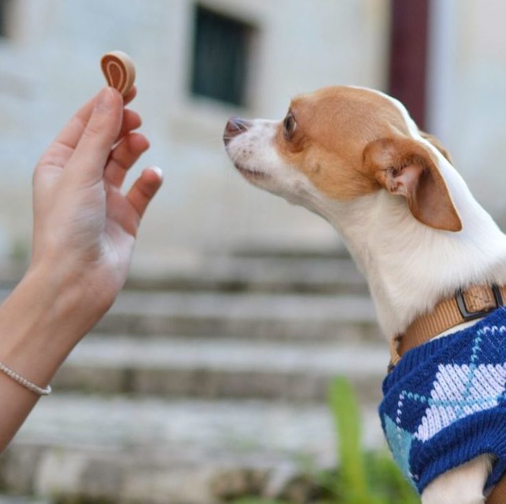 best puppy treats australia