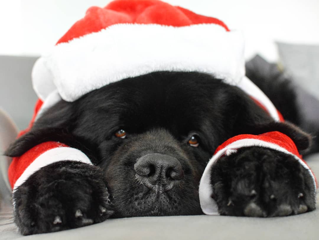 Christmas Dog Photos