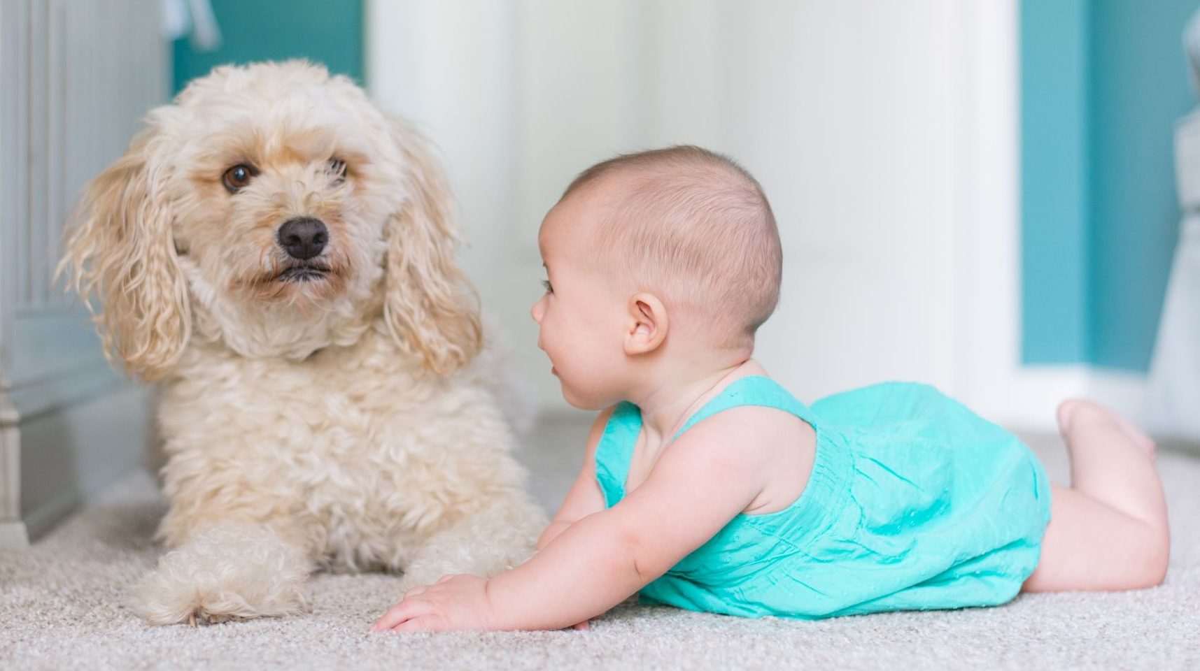 dogs and babies