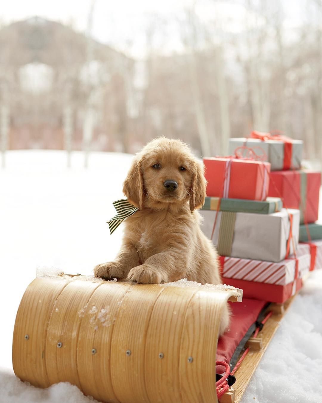 Christmas Dog Photos