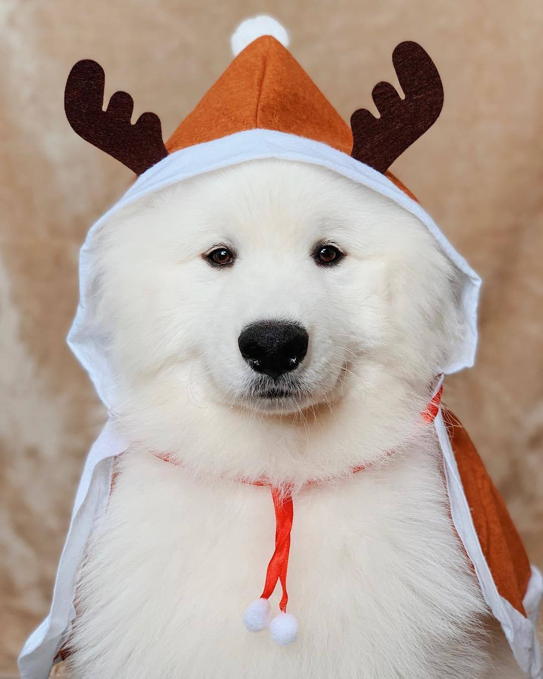Christmas Dog Photos