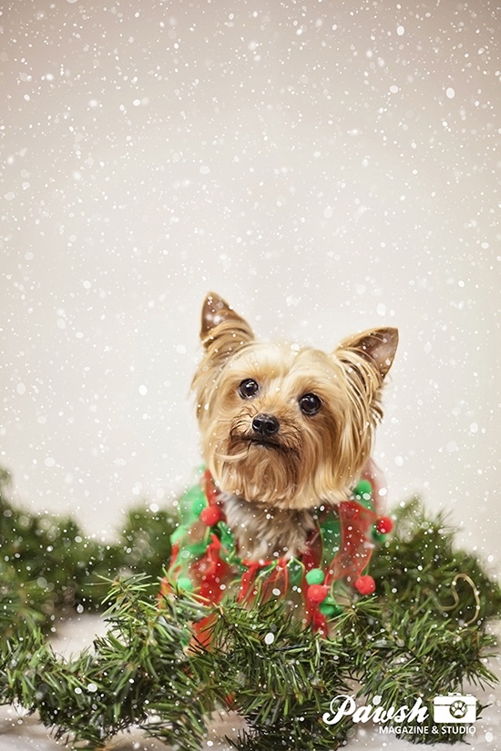 Christmas Dog Photos