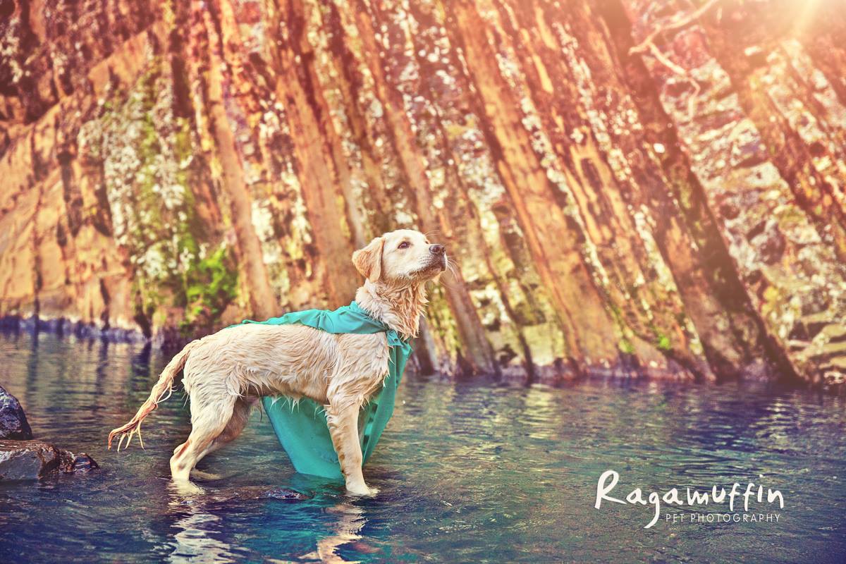 Dogs for Kids with Disabilities