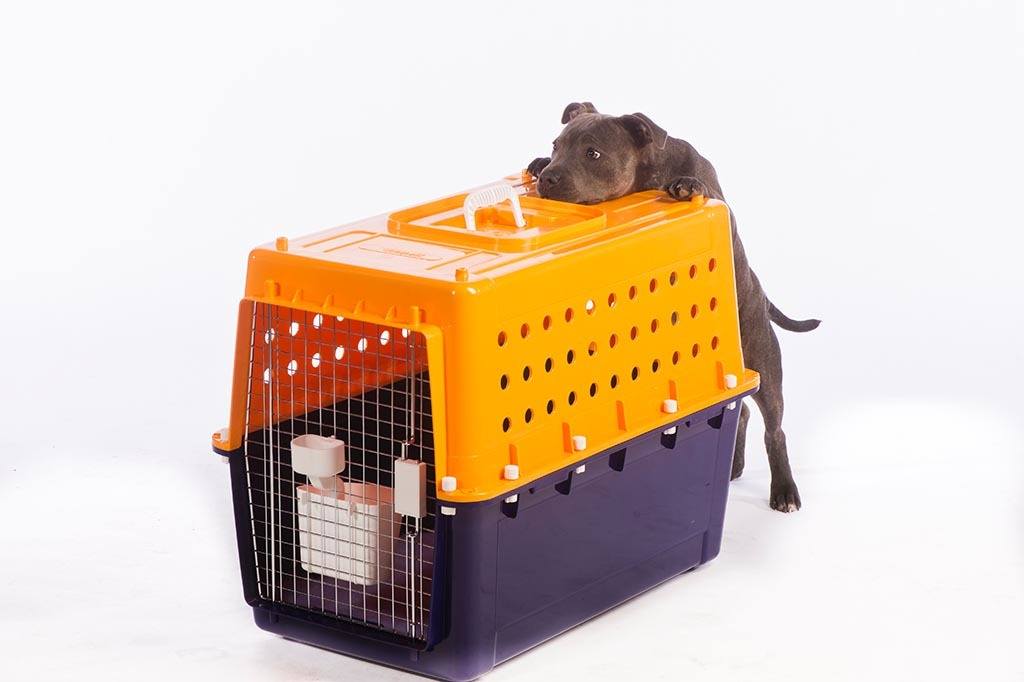 Best Dog Crate