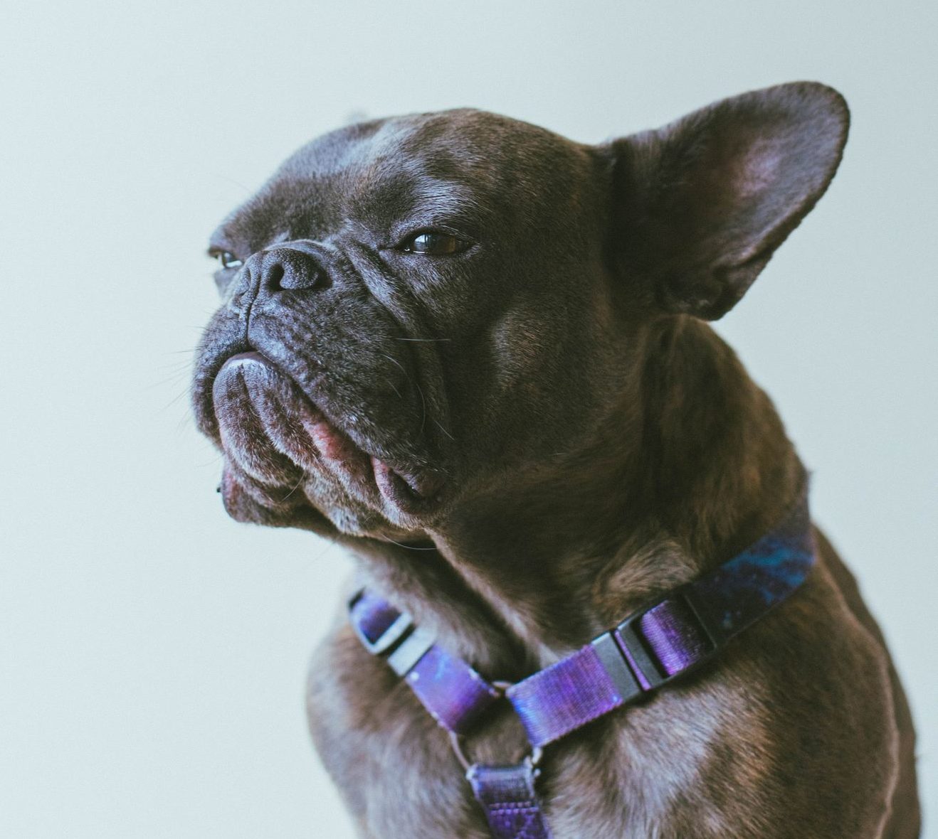 how to choose a dog breed