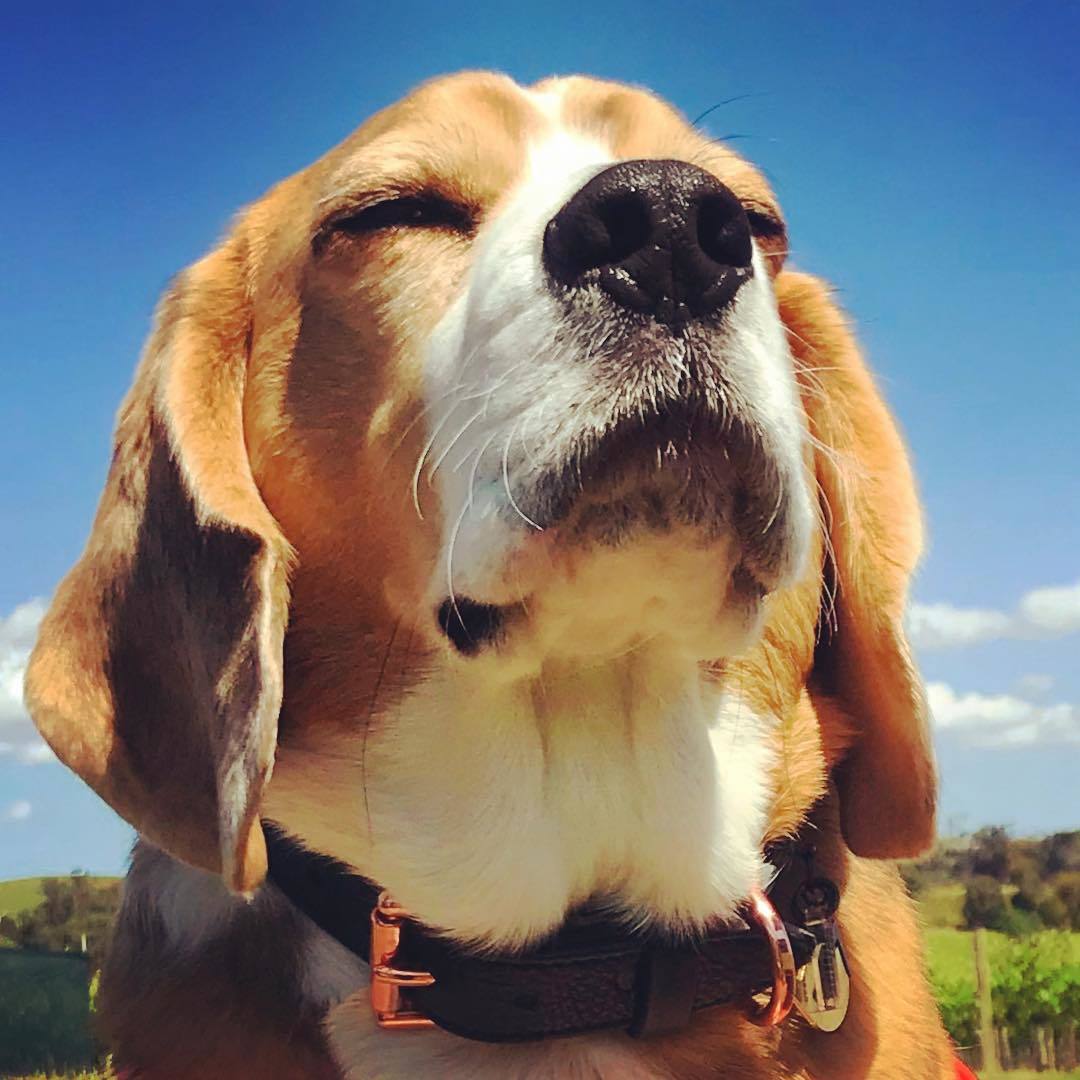 Dave the Beagle