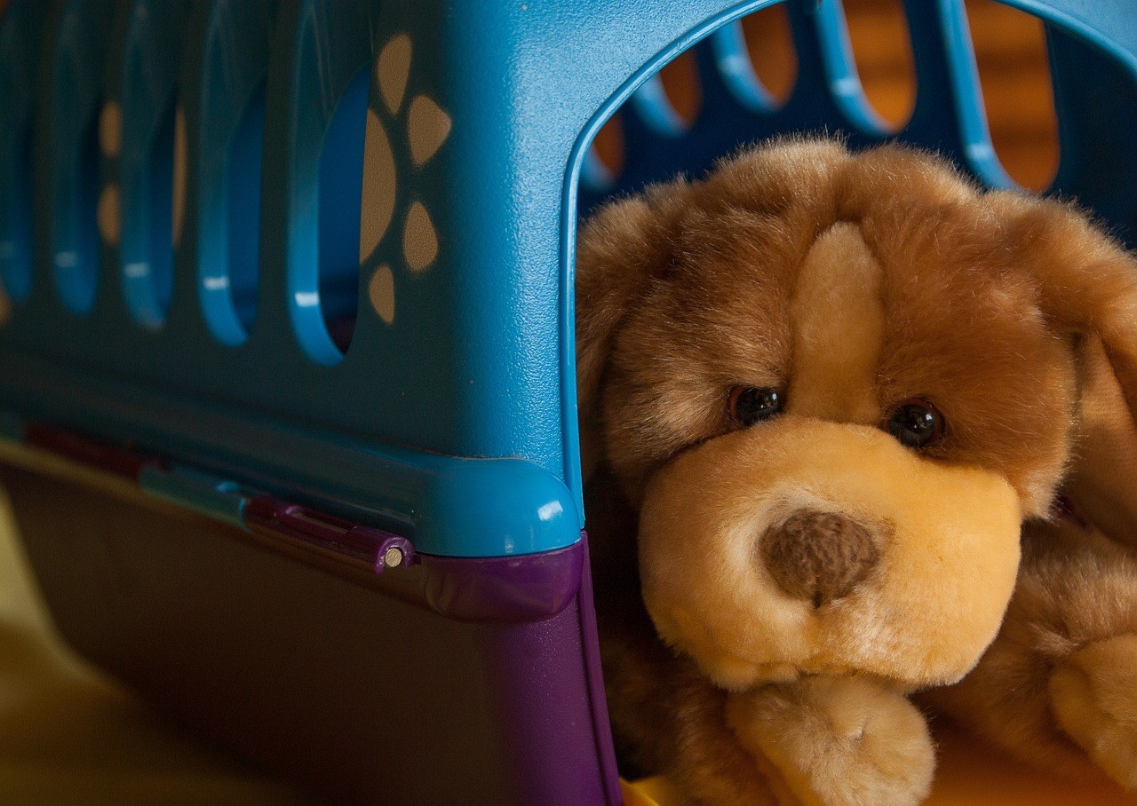 crate training dog