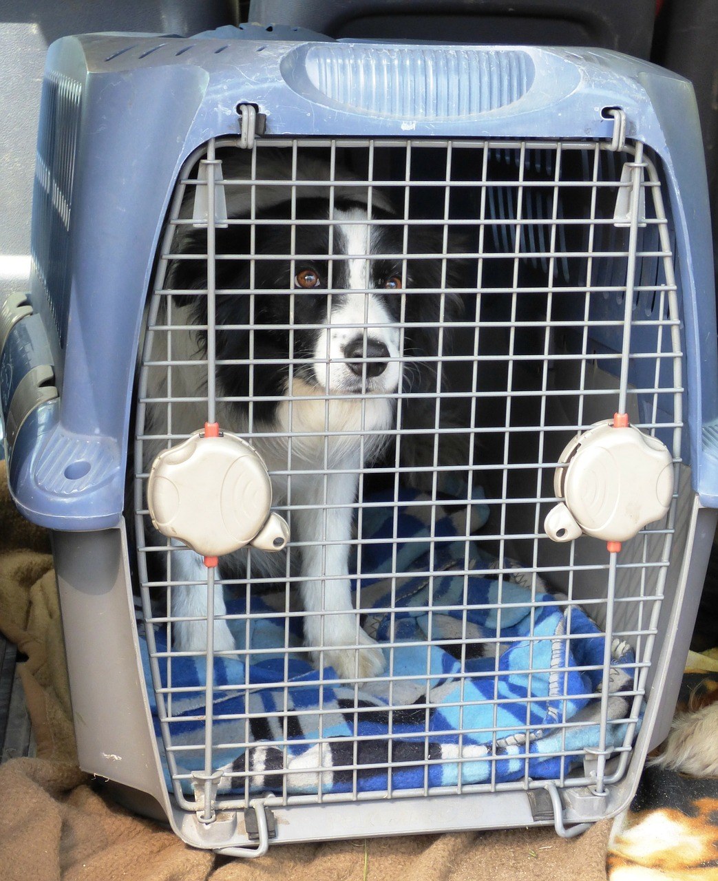 crate training dog