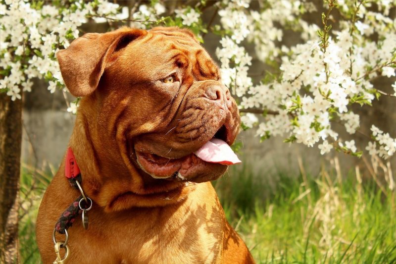 Dogue de Bordeaux dog breed