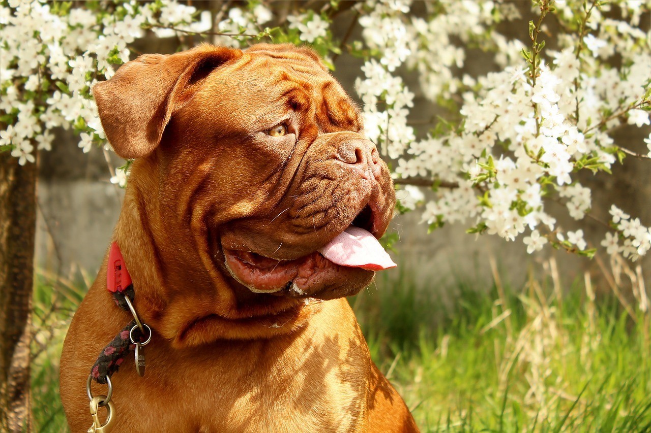 Dogue de Bordeaux dog breed