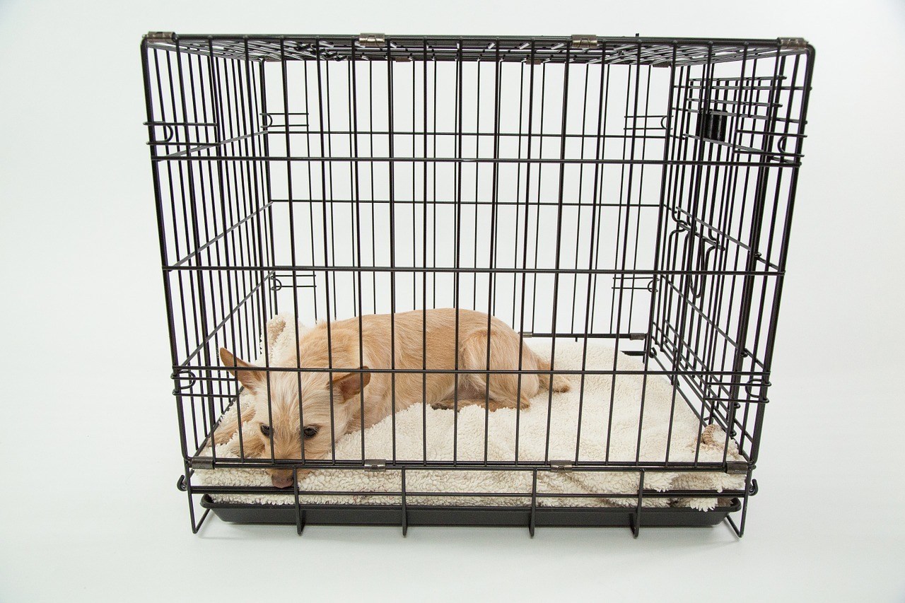 crate training dog