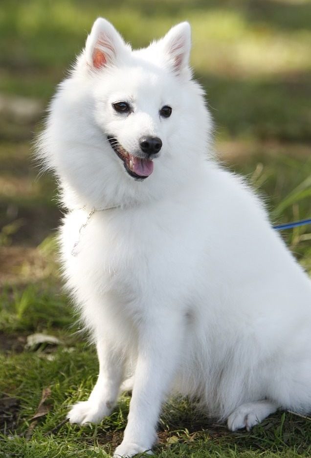 japanese spitz info