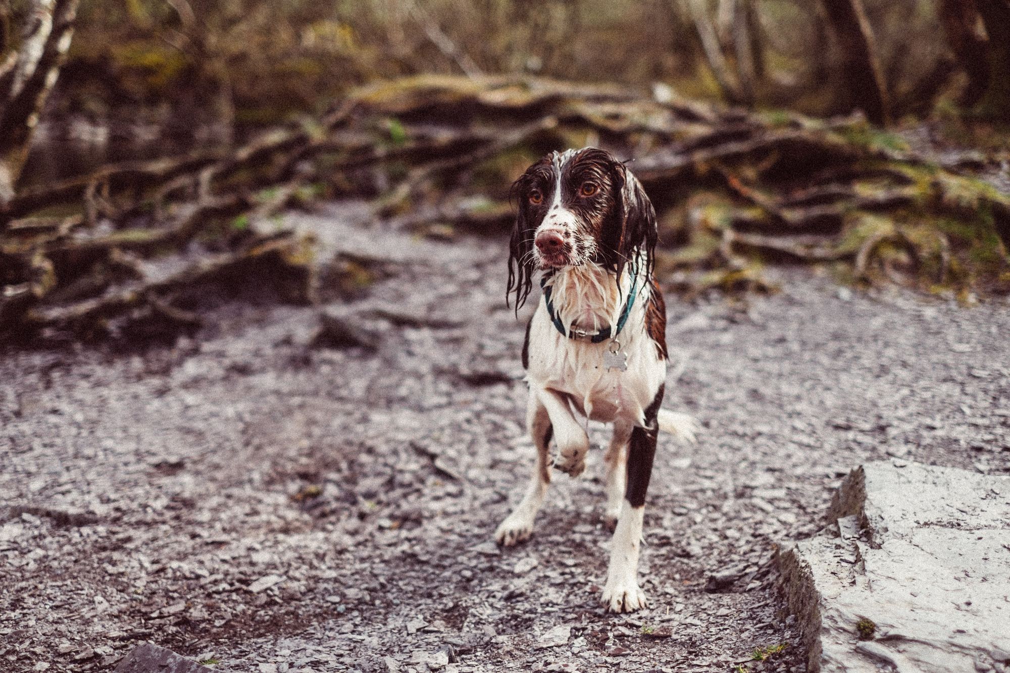 English Springer Spaniel