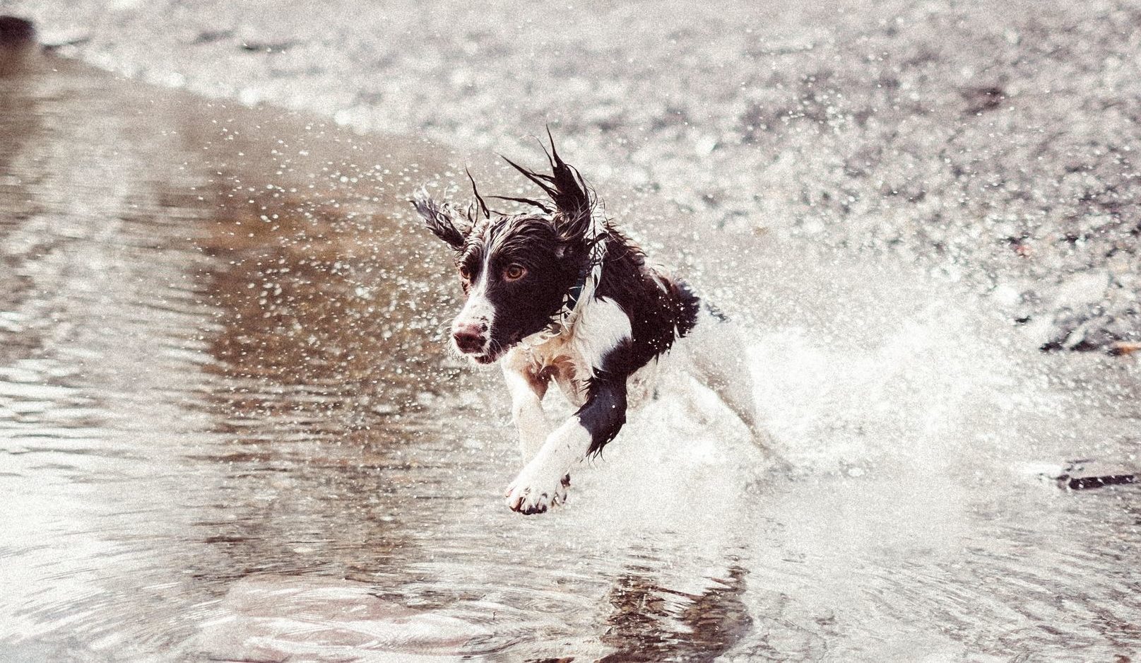 English Springer Spaniel