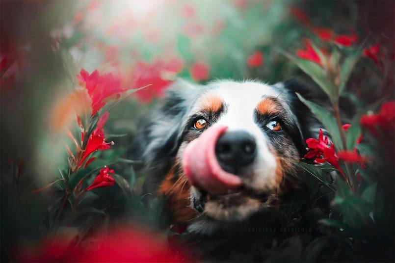 Kristýna Kvapilová