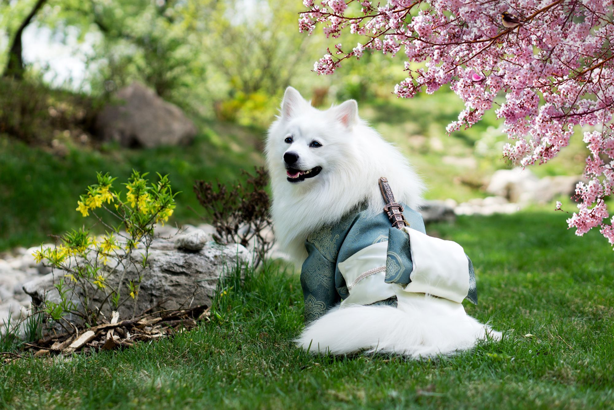 Japanese Spitz