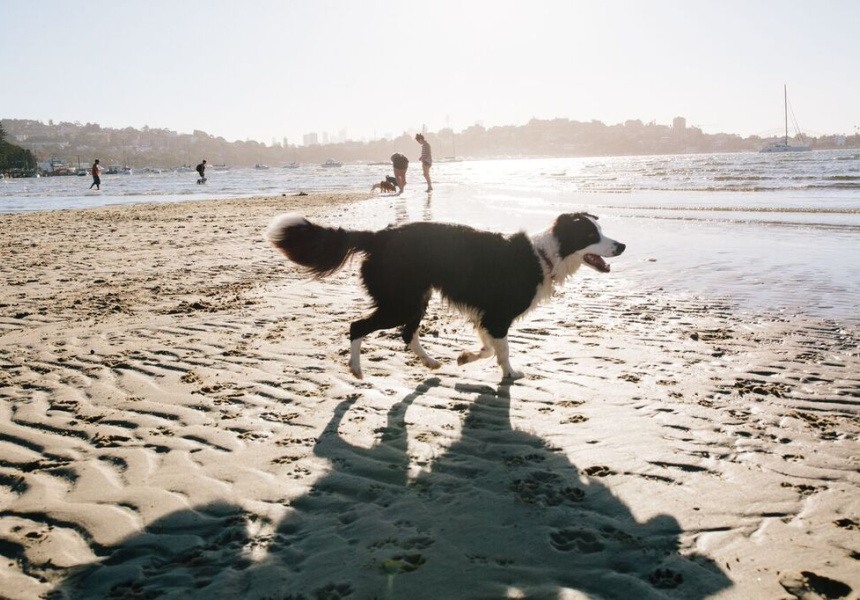 Dumaresque, best sydney dog beach