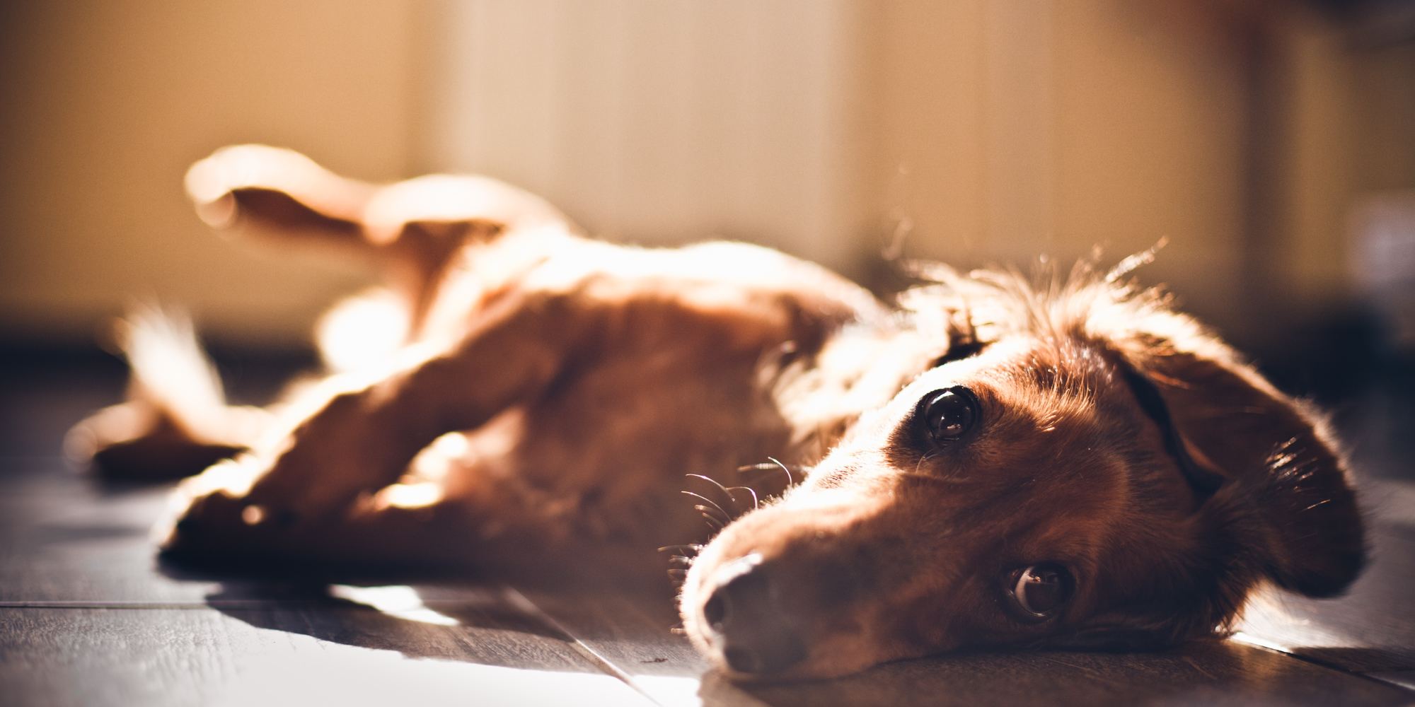 high vitamin d in dog food