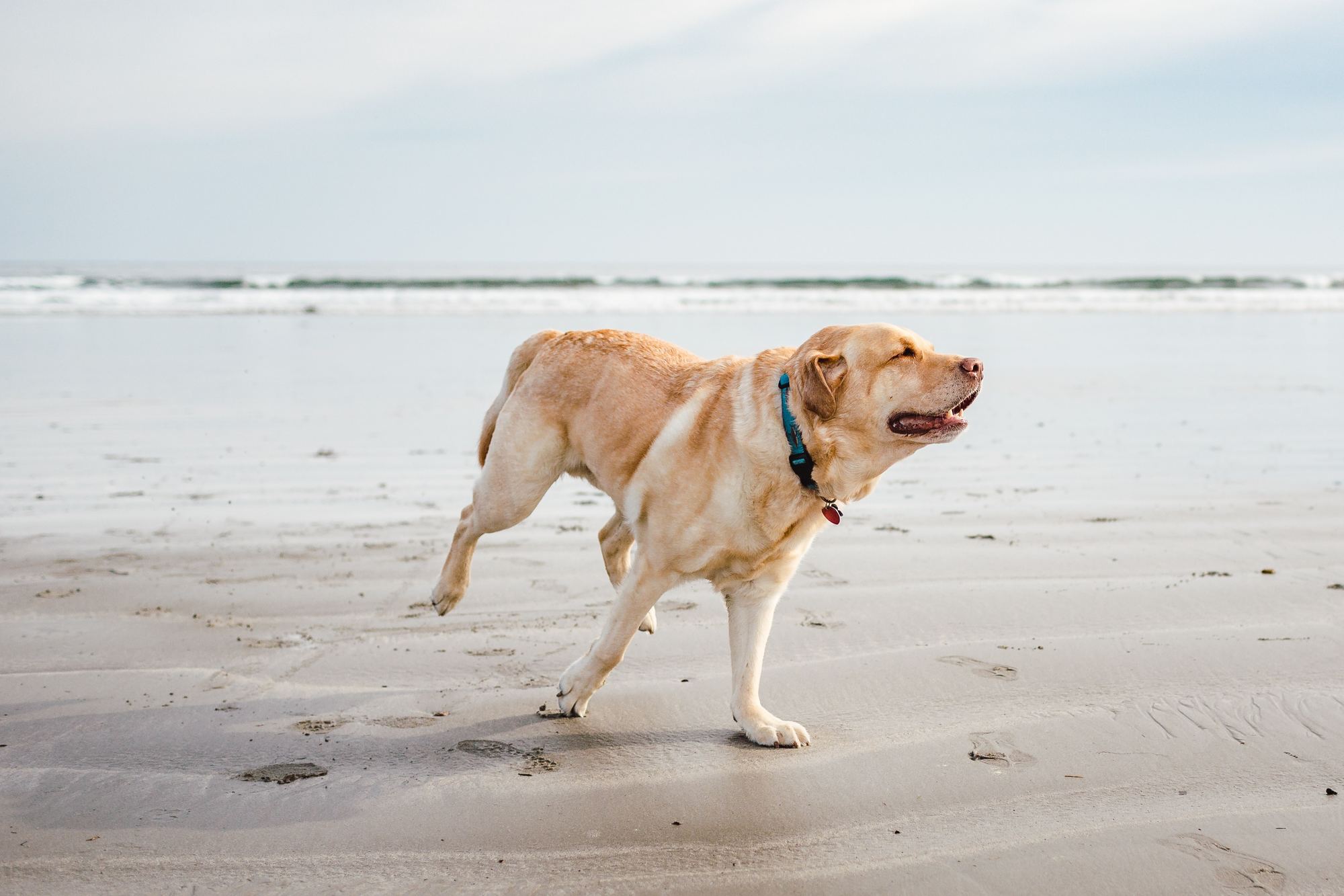 Dog Friendly Beaches Sydney