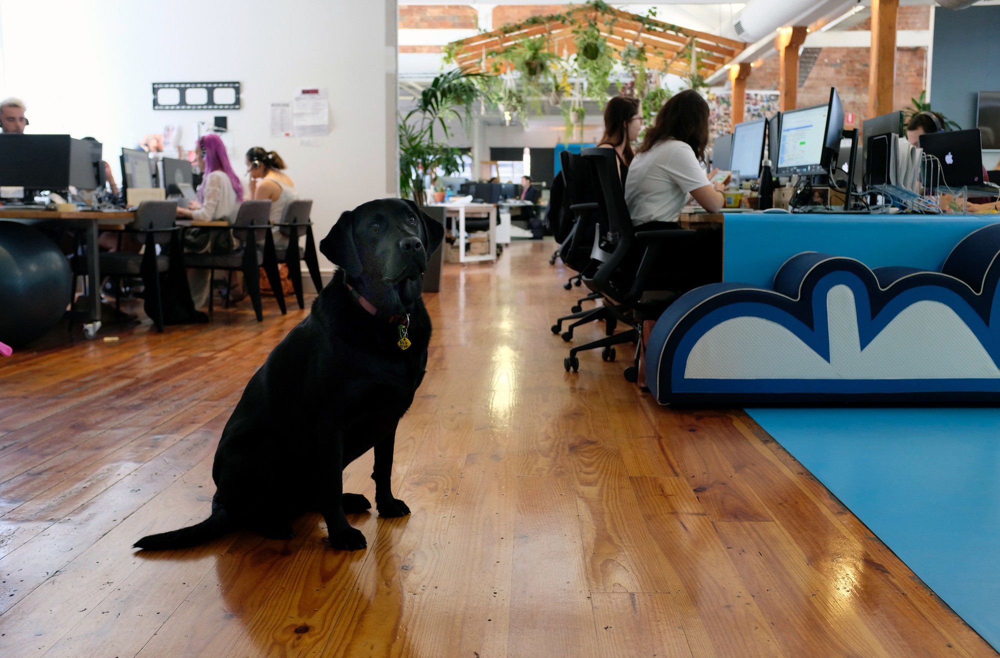 Dog Lover's Ultimate Place to Work