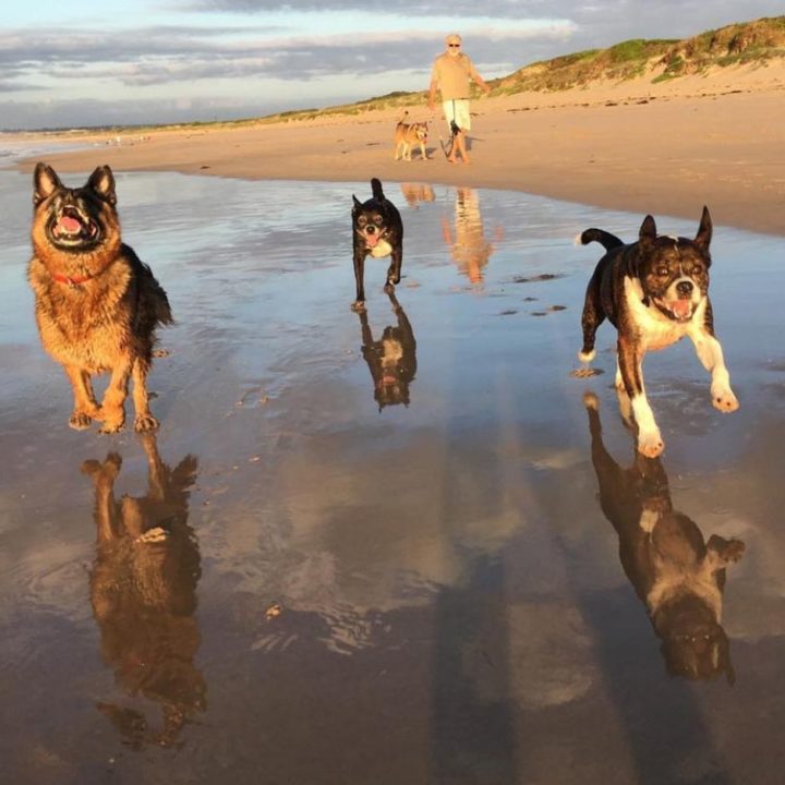 The Best Sydney Dog Beaches to Explore this Summer 🐶 Off The Leash