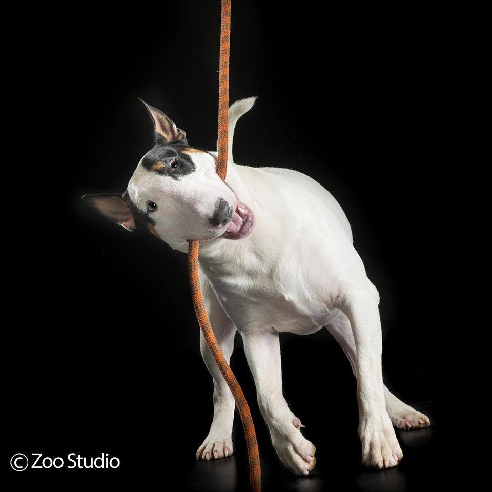 Zoo Studio Dog Photography