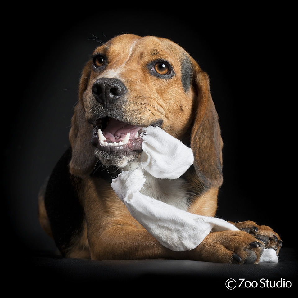 Zoo Studio Dog Photography