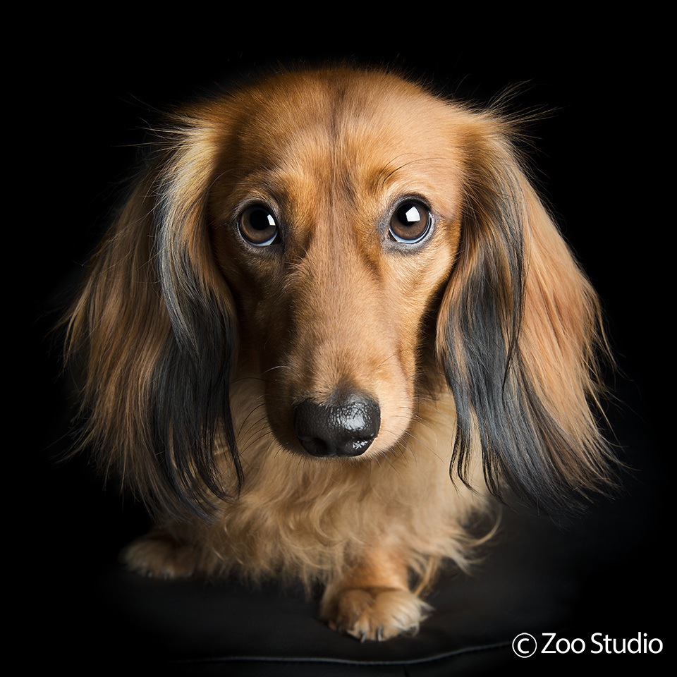 Zoo Studio Dog Photography