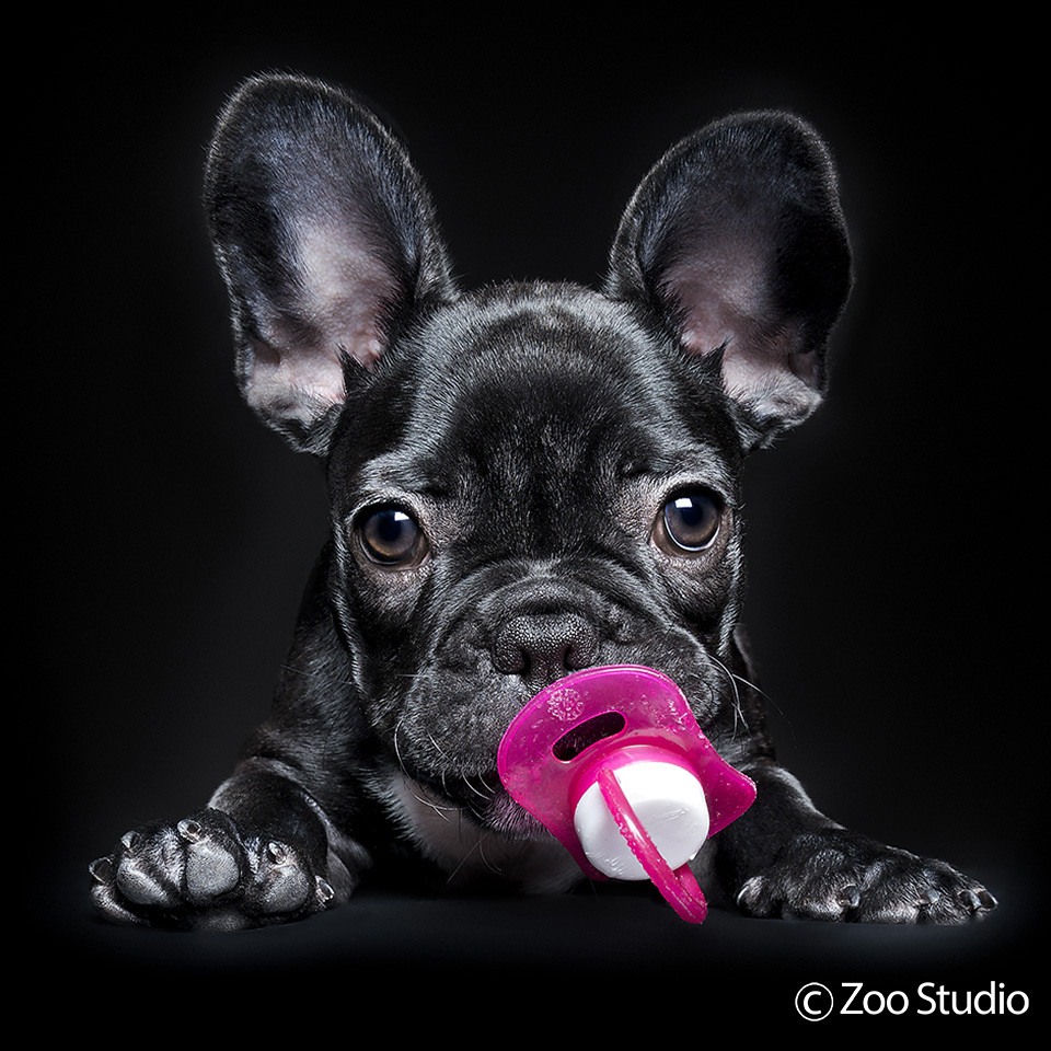 Zoo Studio Dog Photography
